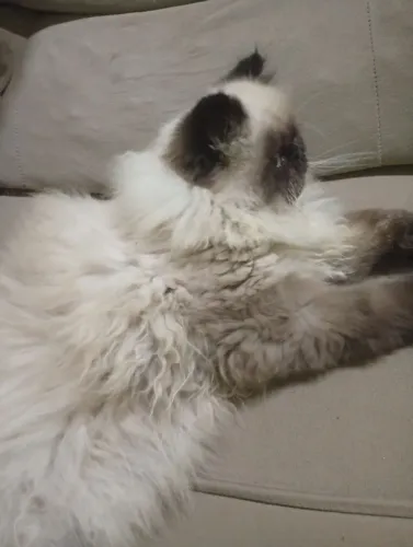 Vendo gato persa lindo de dois meses!