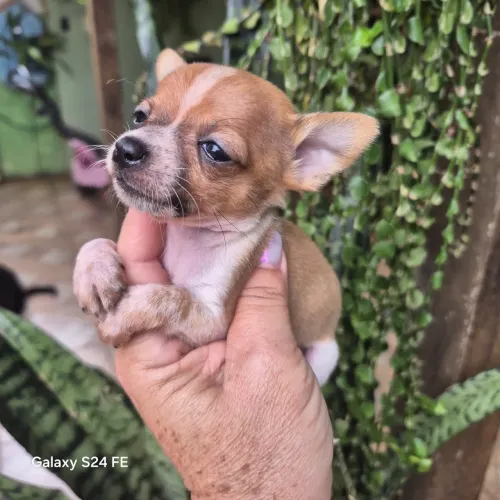 Lindo Casalzinho De Pinscher Bem Pequenos