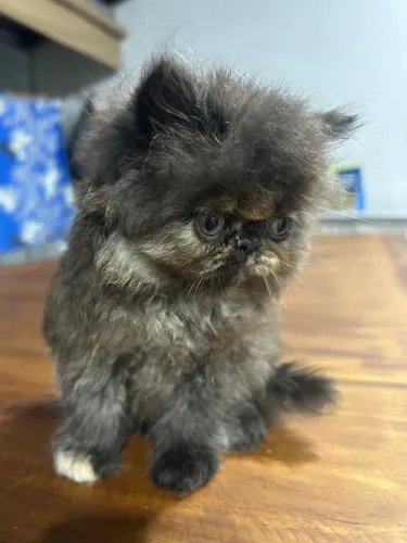Filhote Persa Fêmea