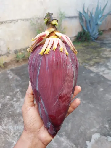 Coracao de banana