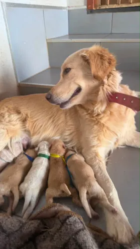Filhote de golden retriever