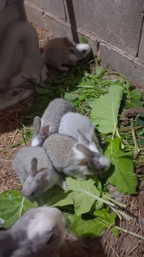 Filhotes de Coelhos