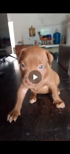 Pitt Bull fêmea
