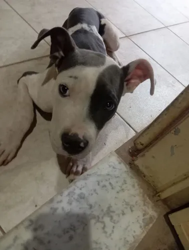 Vendendo Pitbull 