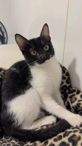 Gato Macho 6 meses pra adoção urgente 