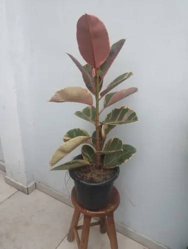 Plantas e decorações 