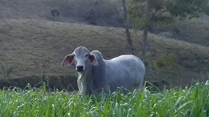 Tourinhos tabapuã 