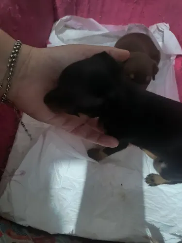 Vendo Pinscher