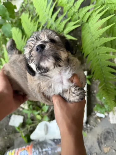 Filhote de poodle com Shih tzu macho e fêmea