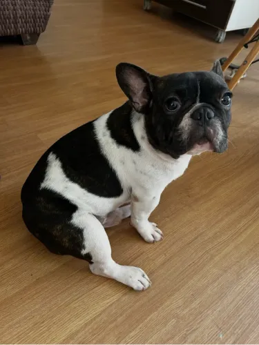 Buldogue Francês para Cobertura