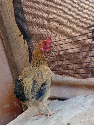Galinha