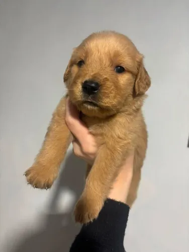 Golden Retriever fêmea 