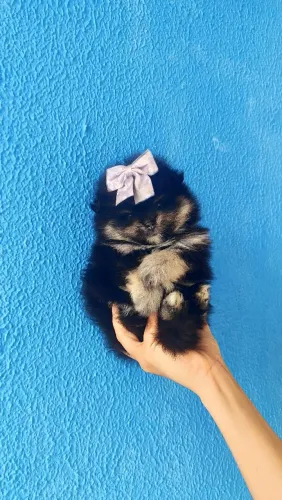 Fêmea Black and tan a pronta entrega lulu mini