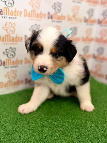 Border Collie macho 