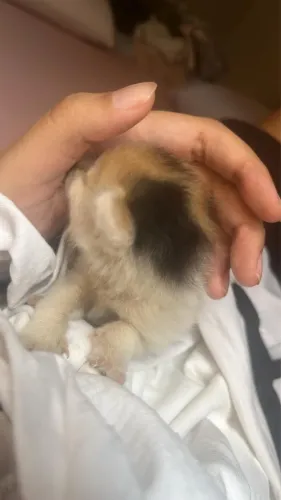 Gatinho Para Adoção