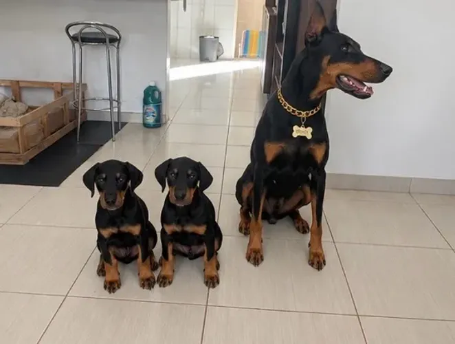 Filhote de Doberman fêmea