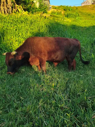 Mini boi