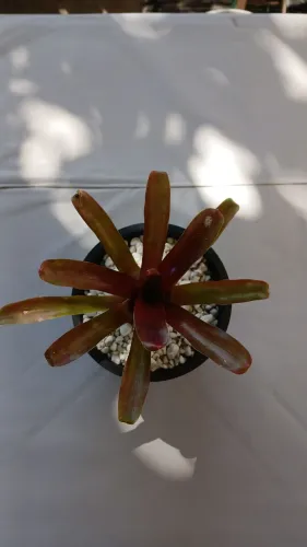 Vendo plantas