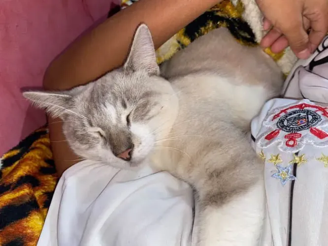 Doação- gata