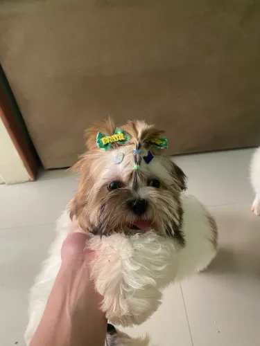 FILHOTE DE SHIH TZU DISPONÍVEL ?
