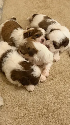 Filhotes Shih Tzu Puro Criados com Muito Carinho