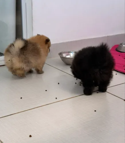 Spitz alemão - Lulu da Pomerania 