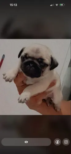 Pug com pedigree 