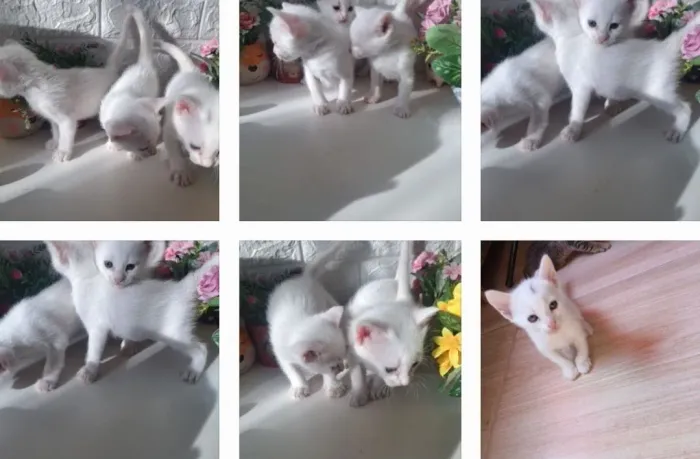 Doação consciente lindos gatinhos brancos