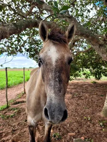 Cavalo QM a venda e aceitamos troca 
