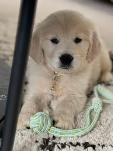 Golden