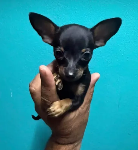 Pinscher filhotes disponivel