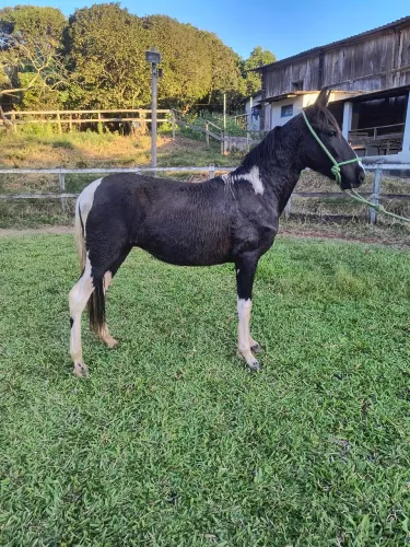 Potro preto pampa filho do Predador de Alcatéia!!!