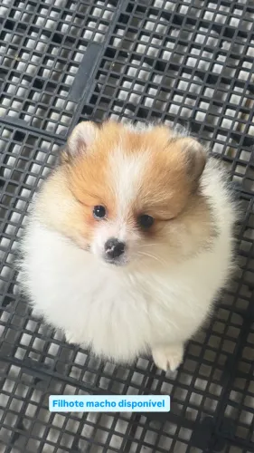 Filhote macho de Lulu da Pomerânia