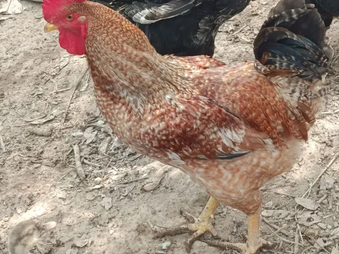 Galo . Bom de galinha. Saudades . só 80 reais a unidade