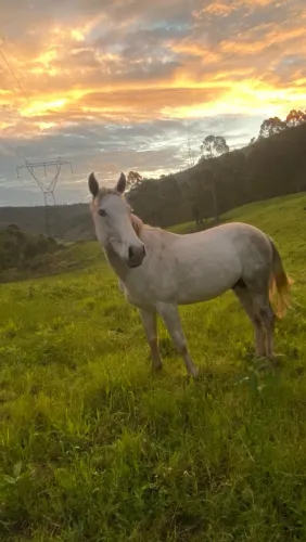 Vendo cavalo