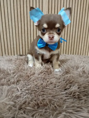 Chihuahua macho chocotan