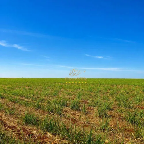 Cianorte, Fazenda de Alta Produtividade à Venda Entre Maringá e Cianorte| Paraná