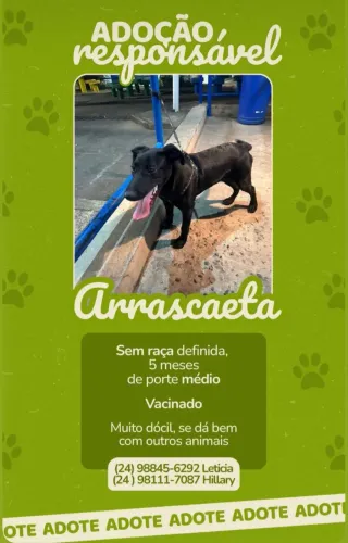 Adoção Vira Lata 5 meses