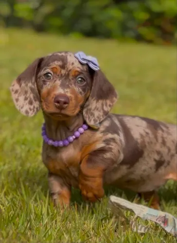 Filhote Dachshund (Salsicha) Fêmea Arlequim