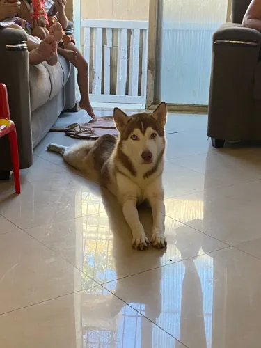 Vende se cachorro
