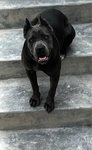 Cane Corso