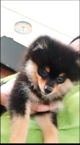 Vendo macho Spitz 4meses