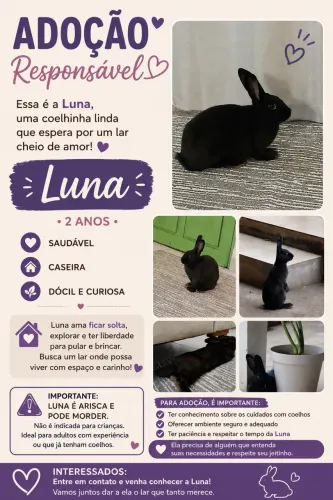 Coelha fêmea 2 anos 