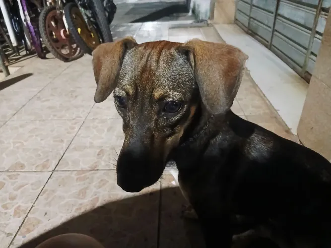 Procurando o dono dele