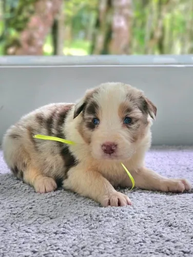 Lindos Filhotes De Border Collie 