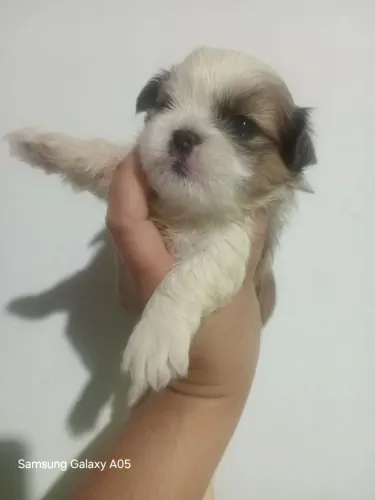 Shihtzu machos disponível 
