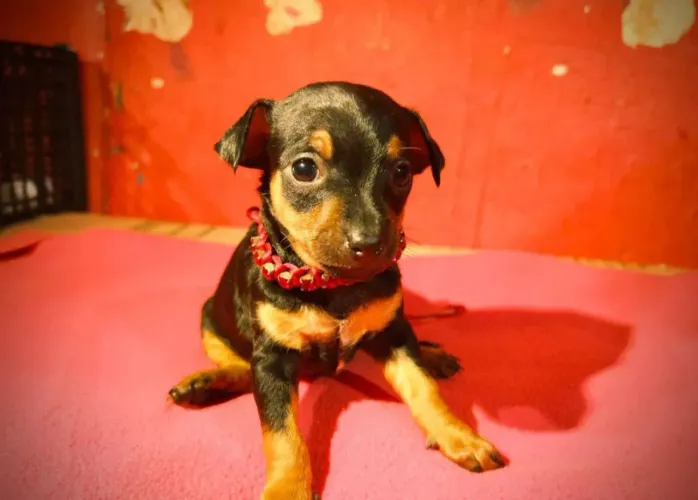 pinscher machos e femeas numero 1