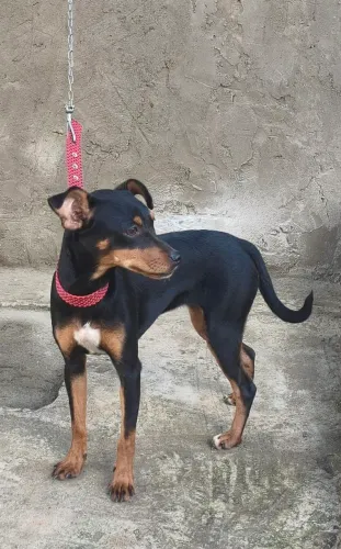 vendo