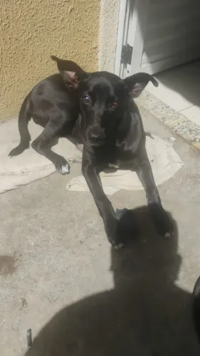 Cadela Filhote Fêmea