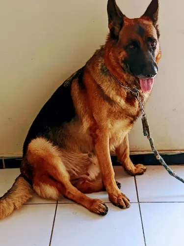 Cadela Pastor Alemã com Pedigree